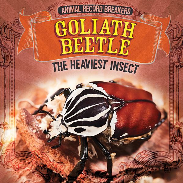 Goliath beetle : the heaviest insect (Animal Record Breakers)