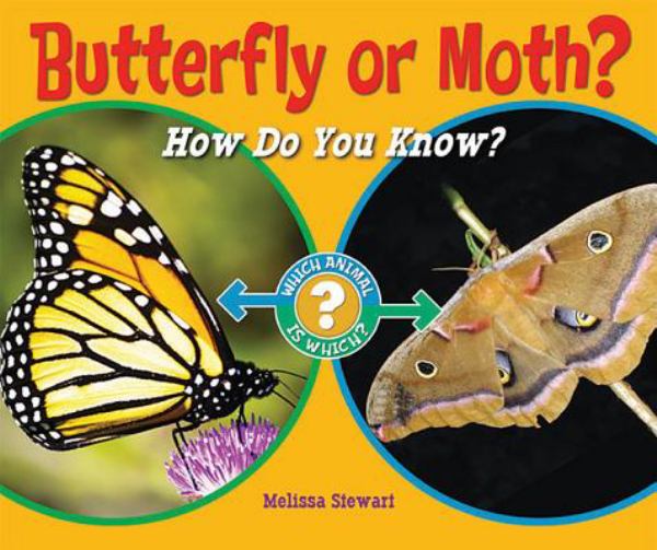 Butterfly or moth? : how do you know? (Which Animal Is Which?)