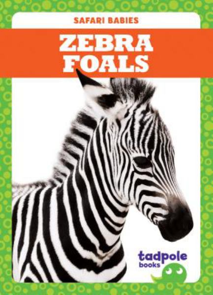 Zebra foals (Safari Babies)
